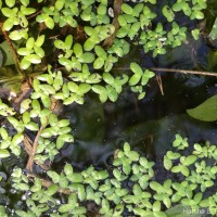 Spirodela punctata (G.Mey.) C.H.Thomps.